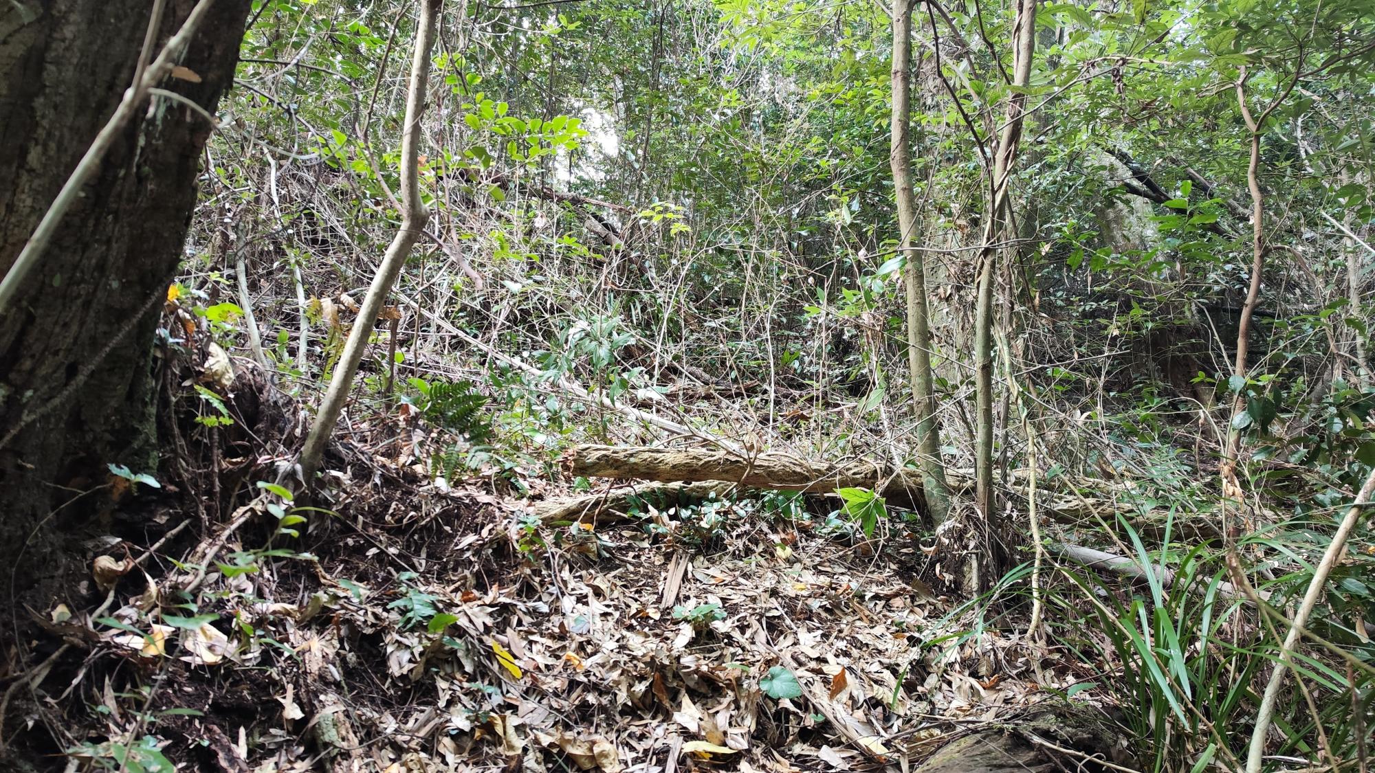 本庄古墳群42号墳。墳丘までの道はまるで登山
