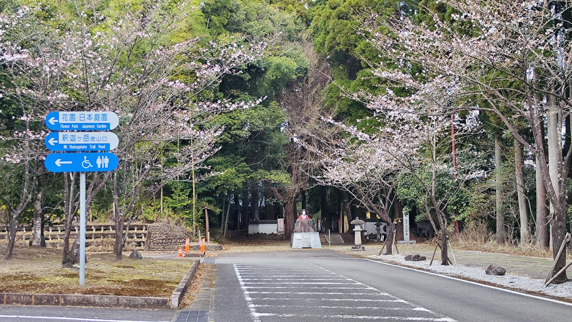 3月末には和泉式部が桜に囲まれることでしょう