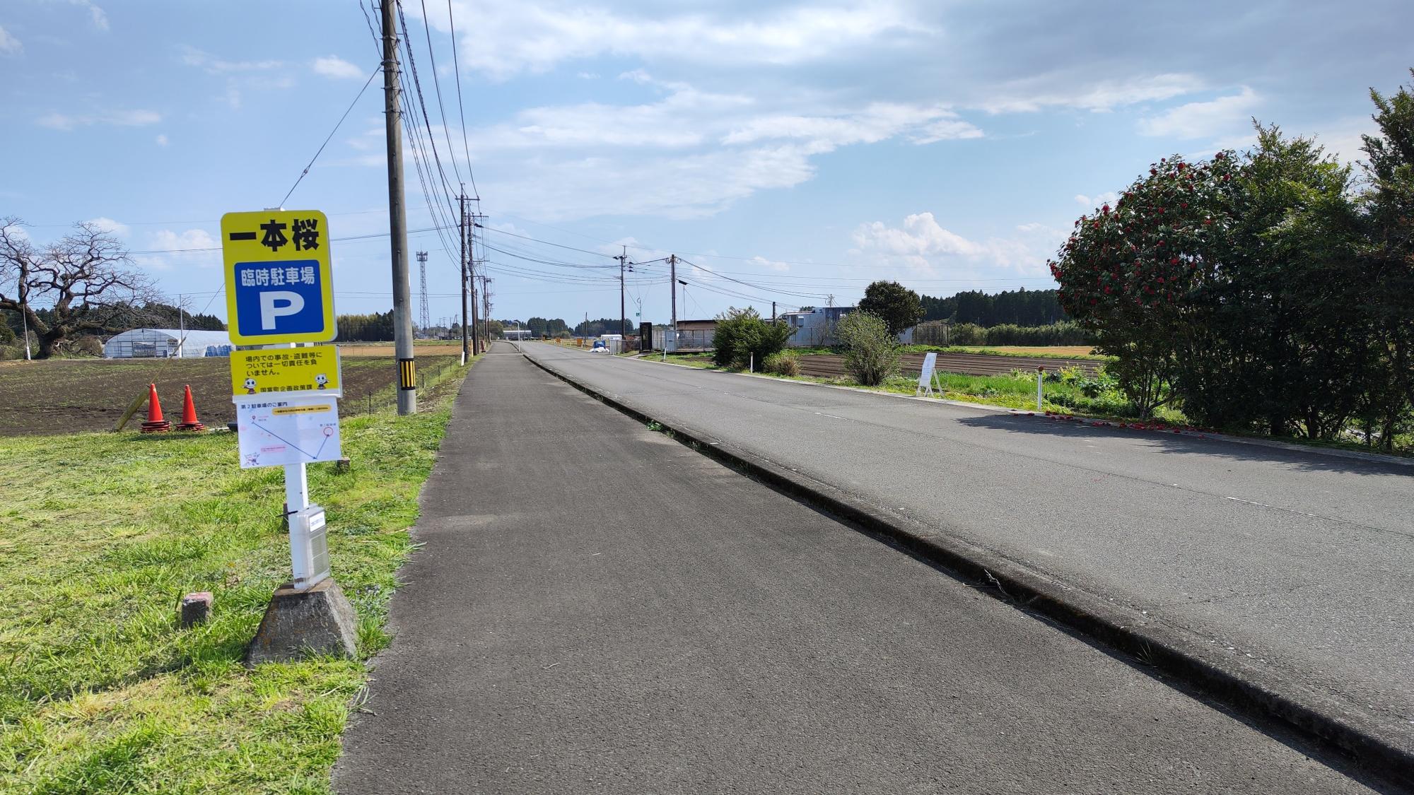第1駐車場入口。右側に一本桜