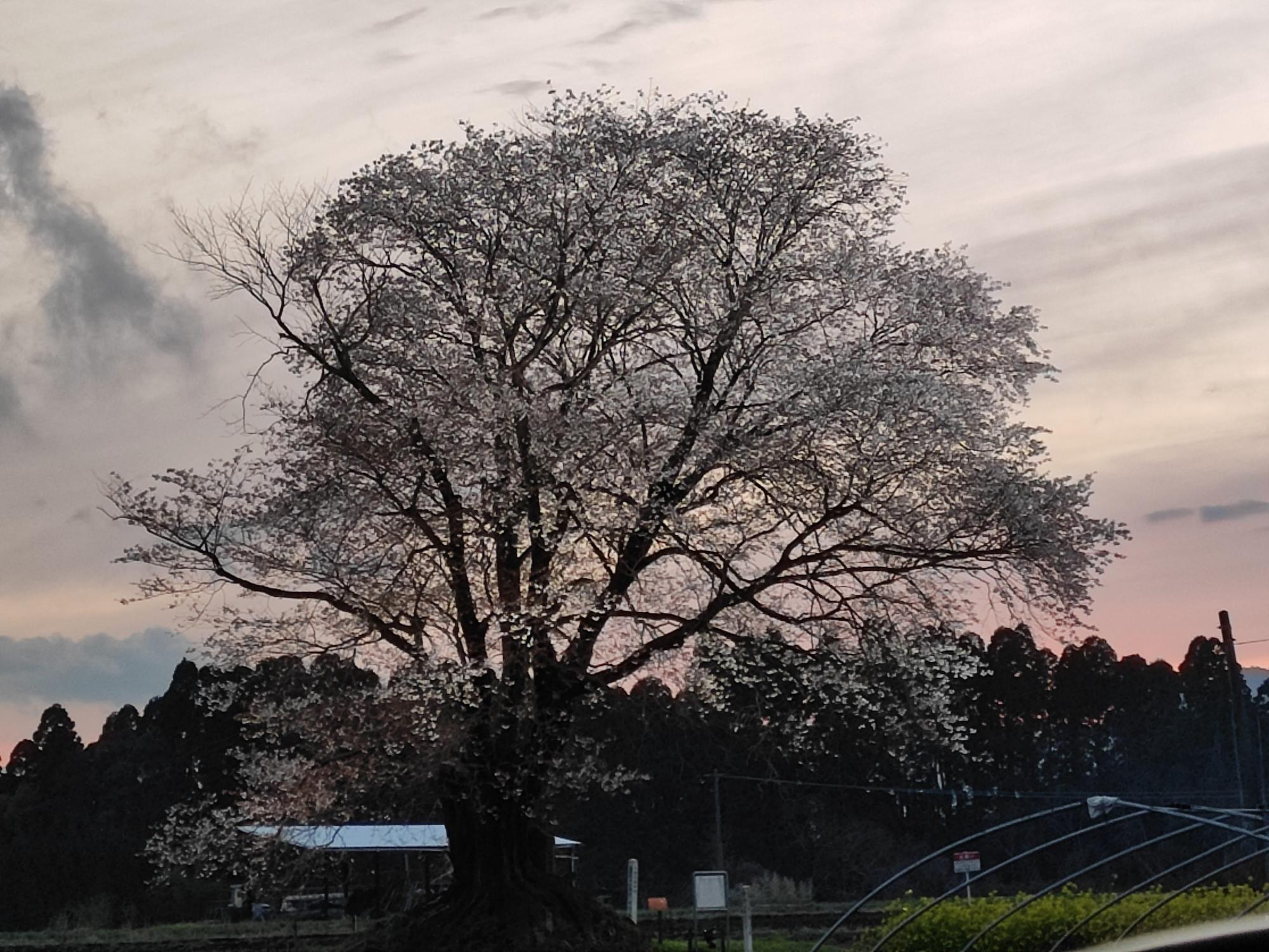 満開時の一本桜 (2023年3月18日に撮影)
