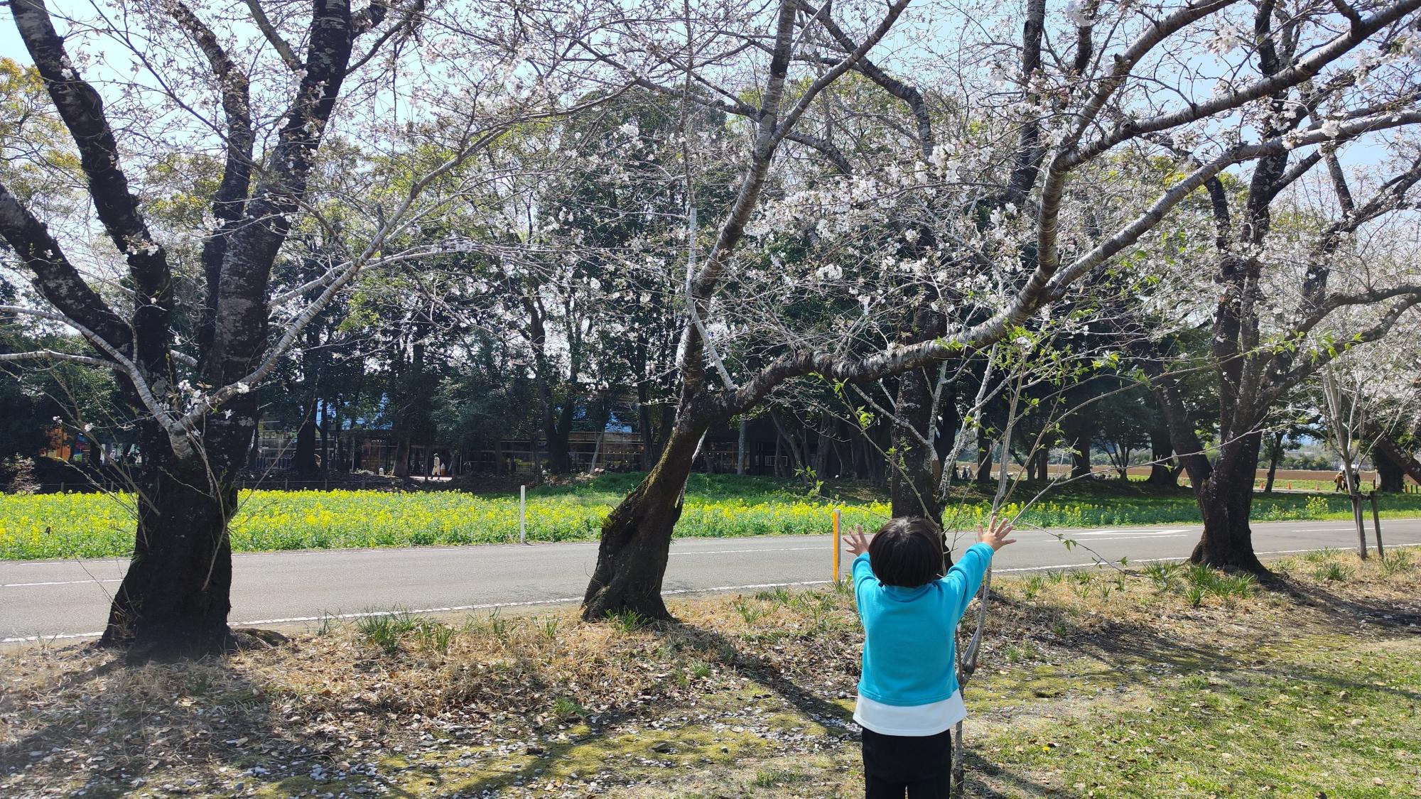 桜に願いを。「早くさいておくれ！」