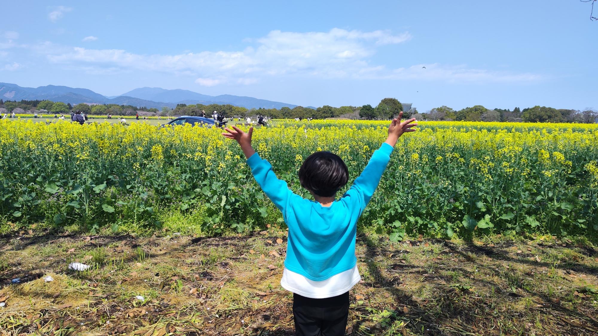 満開の菜の花に歓喜。「ありがとう！」
