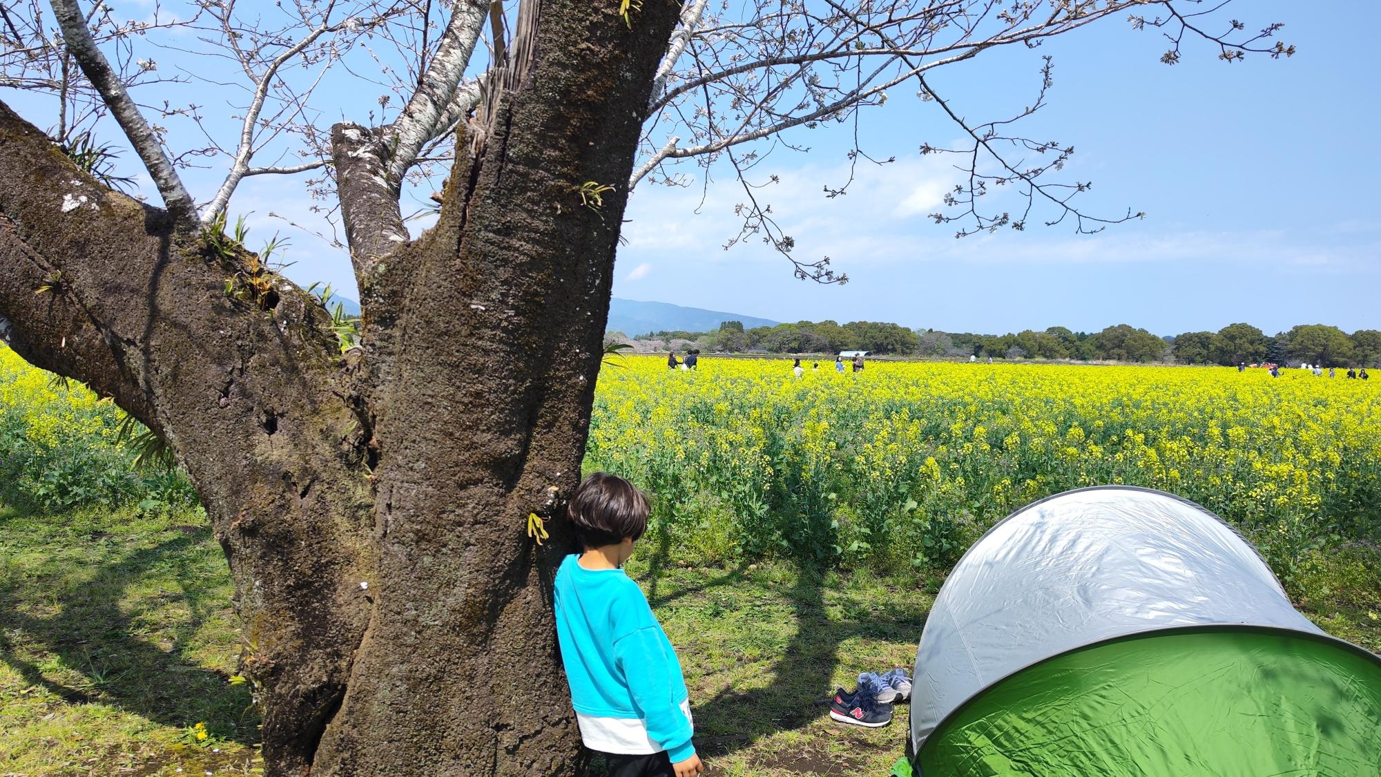 木に身を寄せ、花に心を寄せ