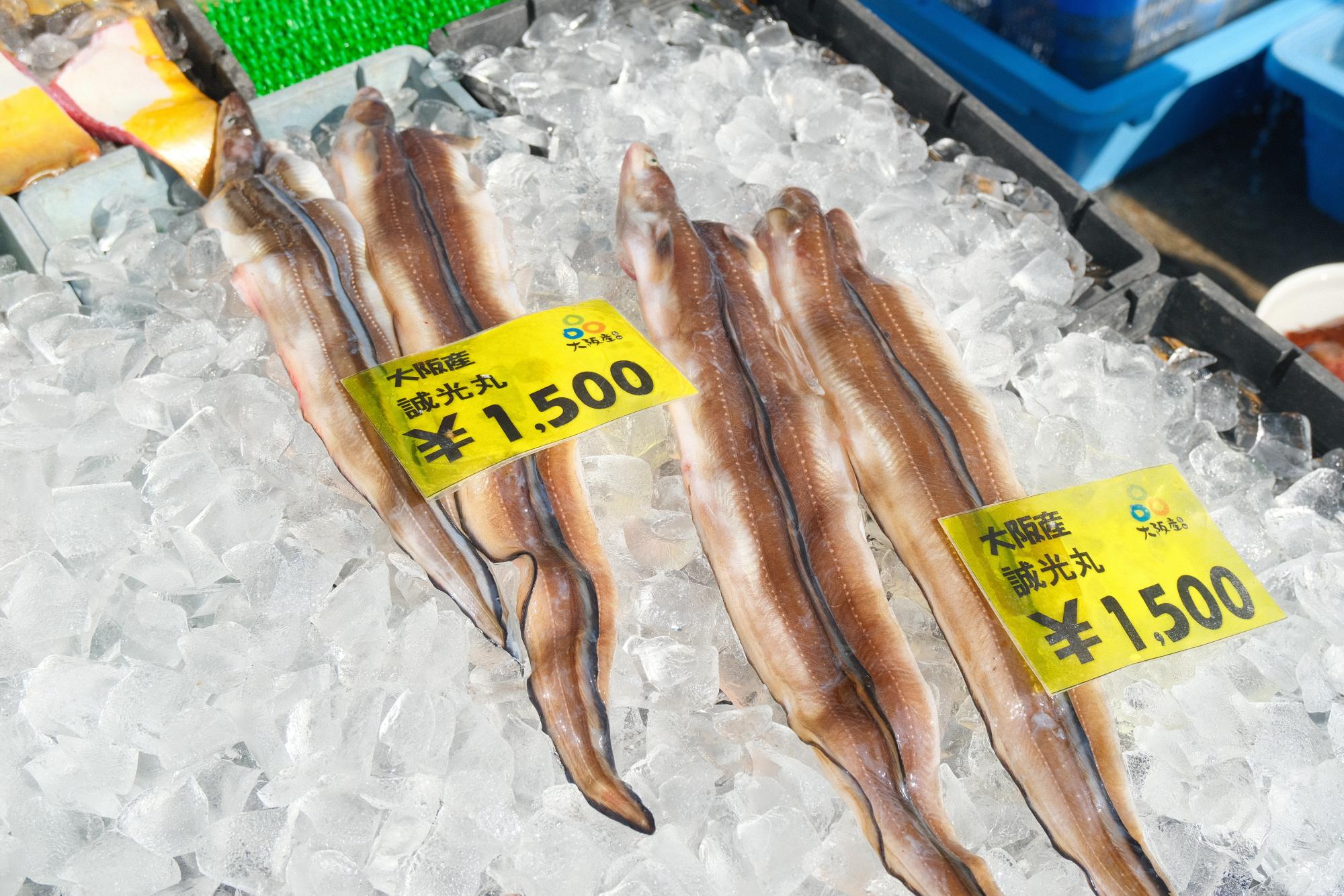 大阪湾で水揚げされた生のあなごも！