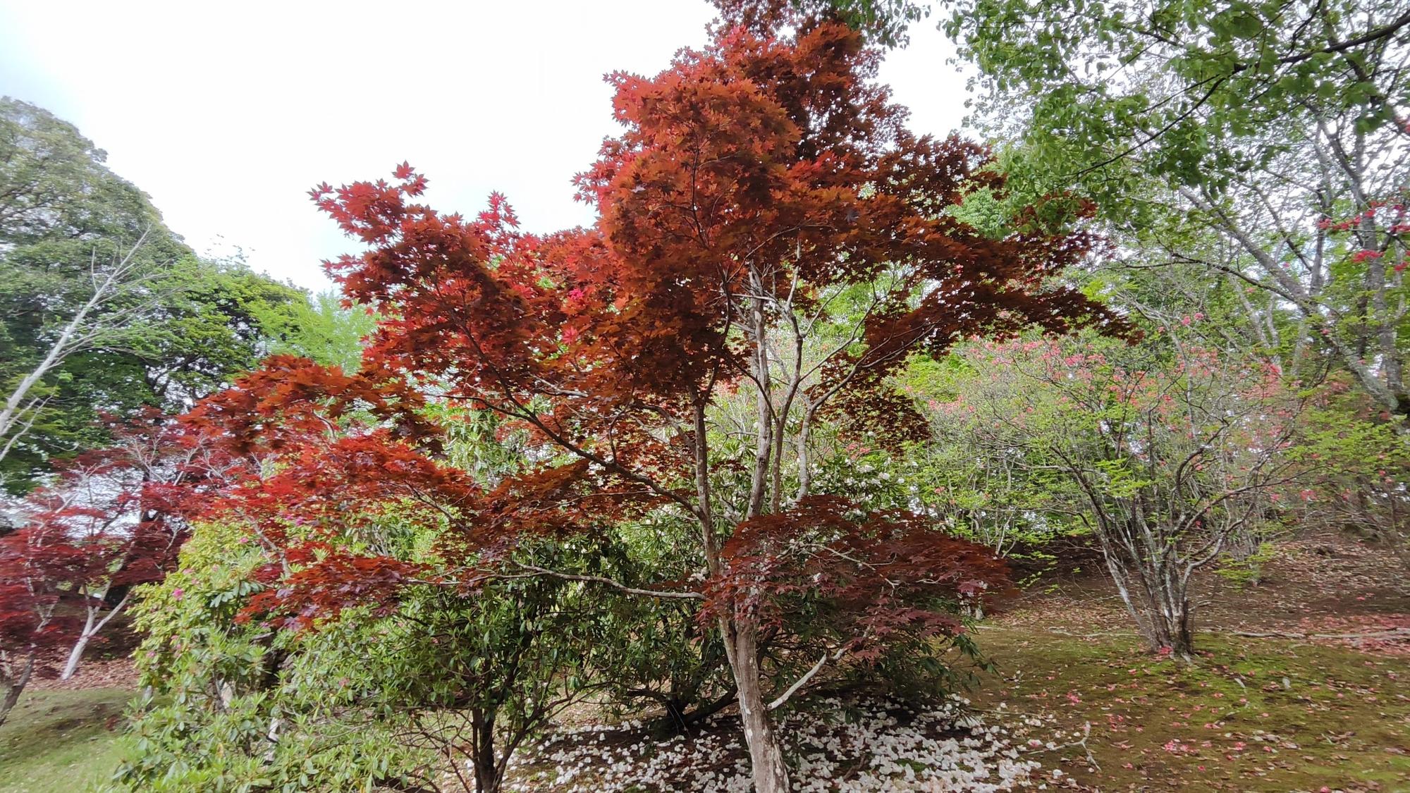 一見して秋の景色ですが、周りの花や、地面に落ちている花はピンク。間違いなく春の景色です