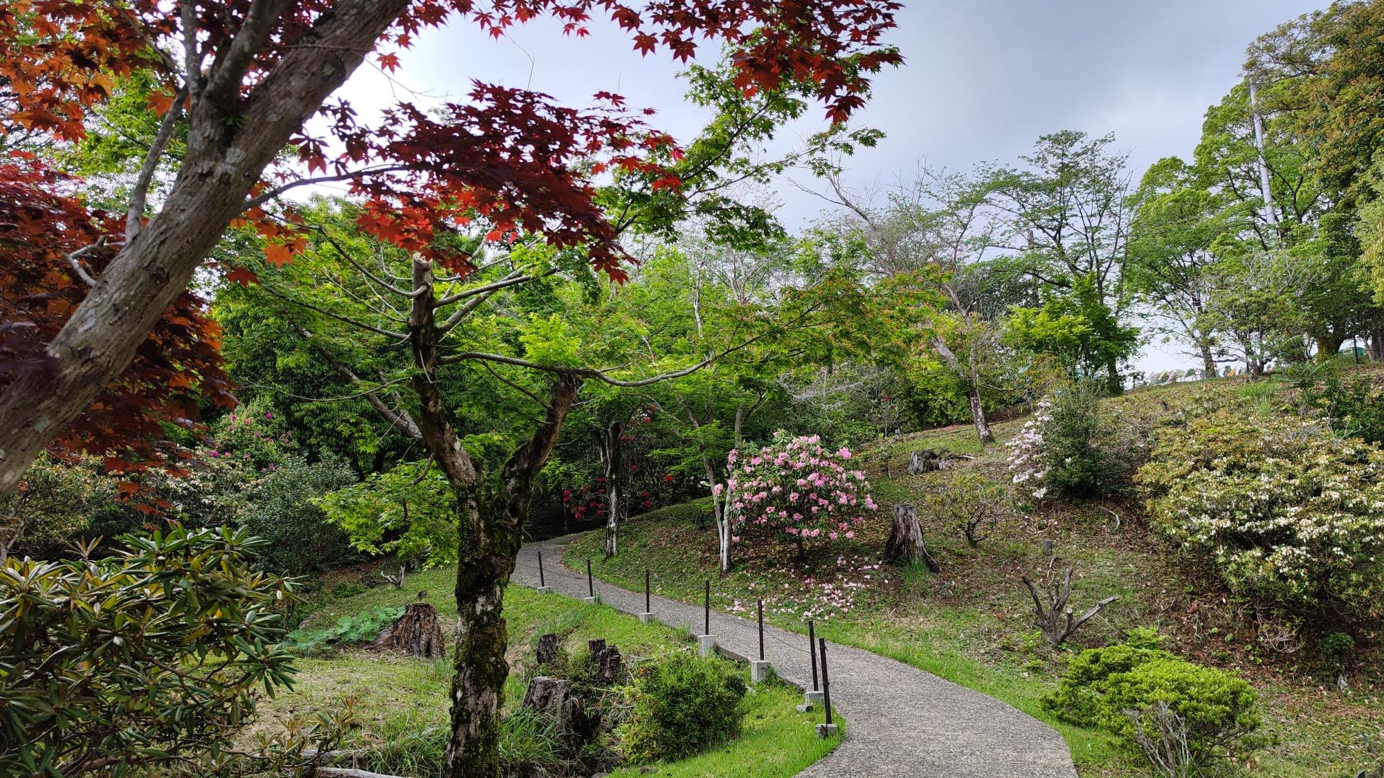 なぜ紅葉が？詳細は後述