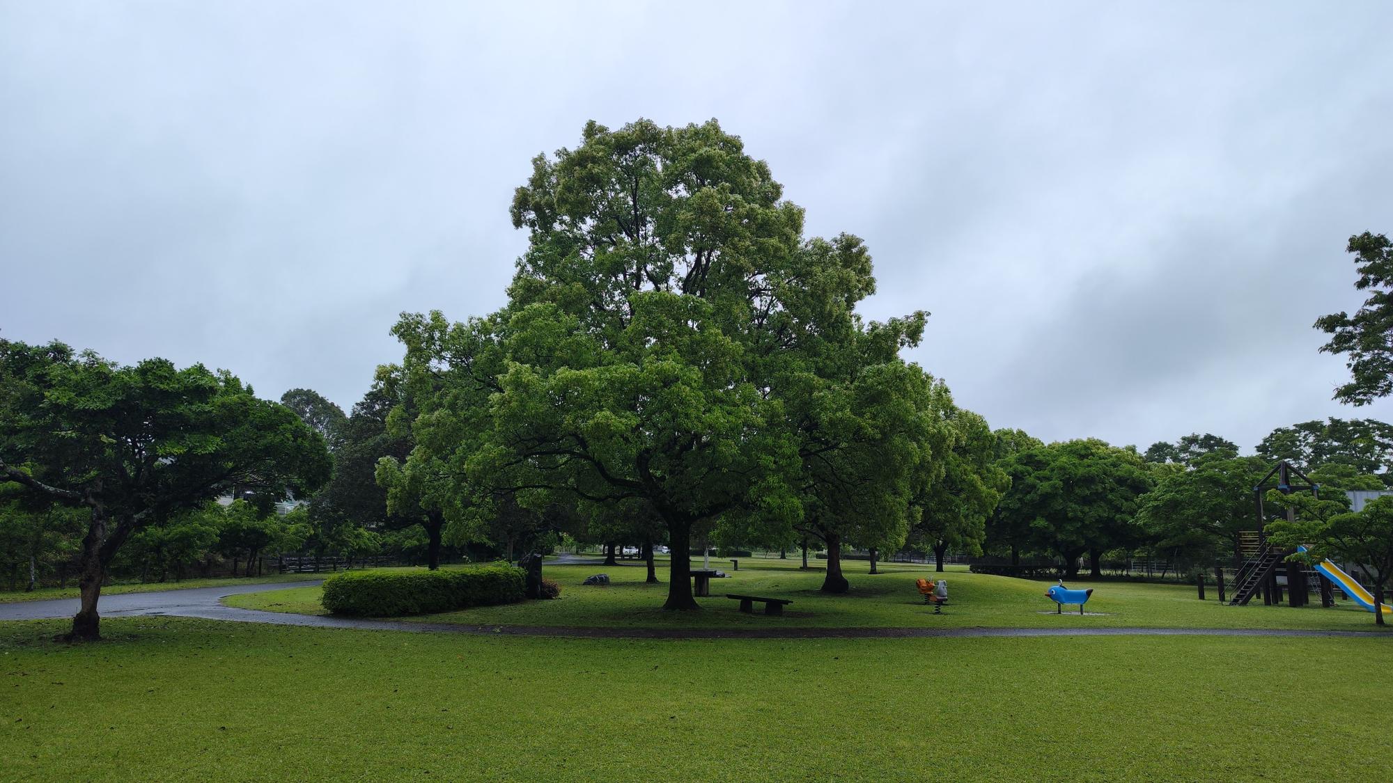 初夏の公園は緑のグラデーション
