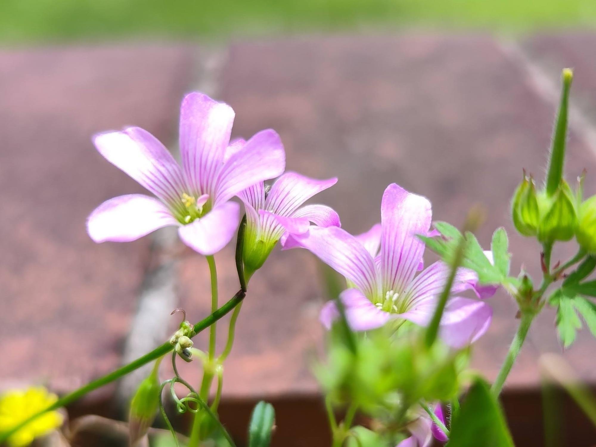きれいな花なんですが……