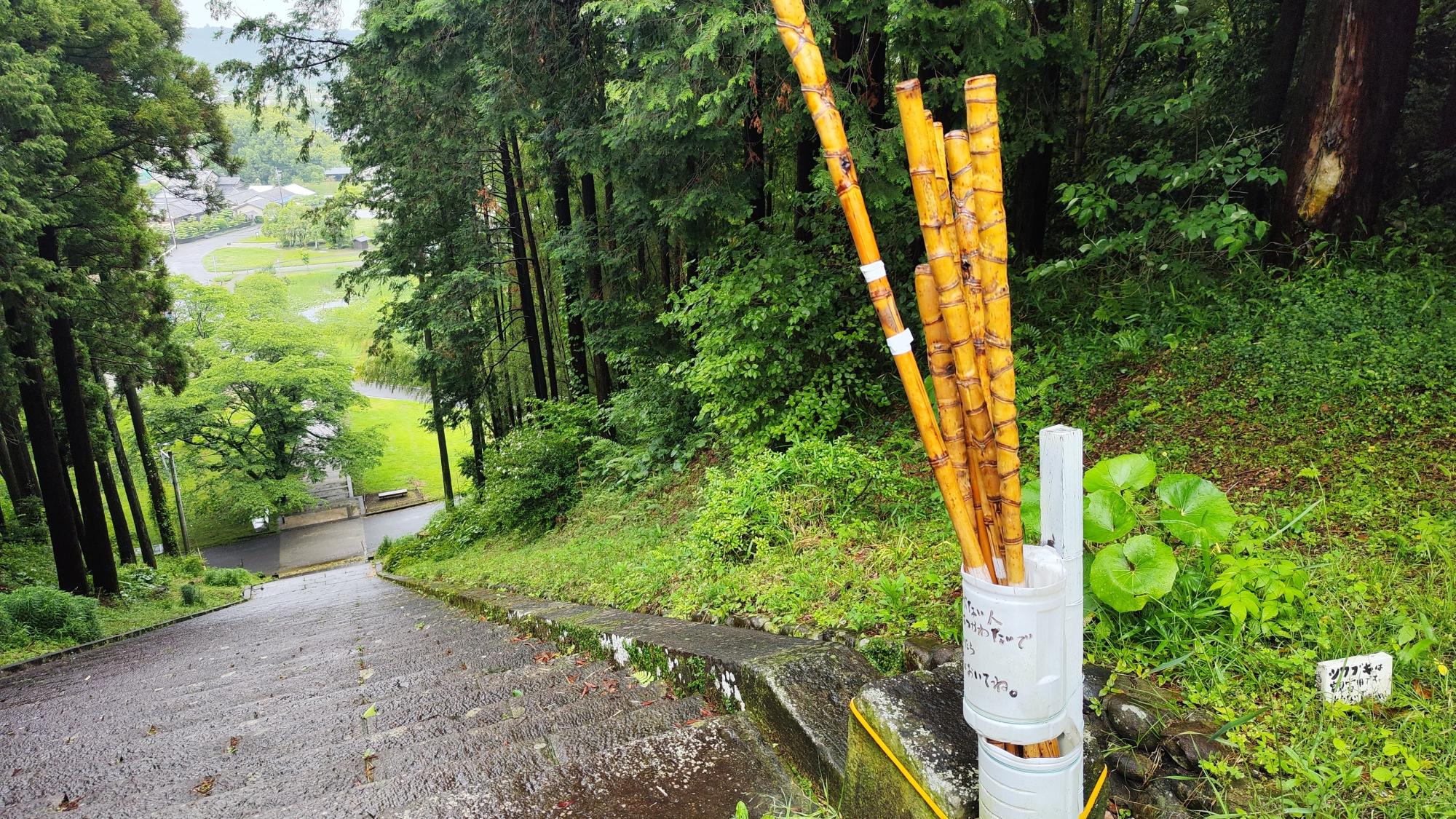 脇にはツワブキが生えています
