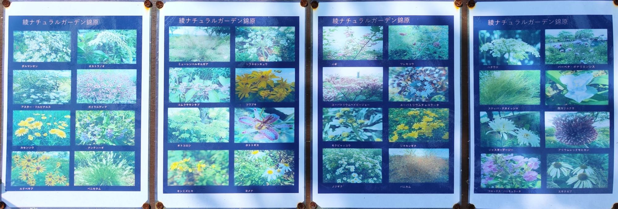 案内板には、ここで主に見ることができる花の一覧が載っています