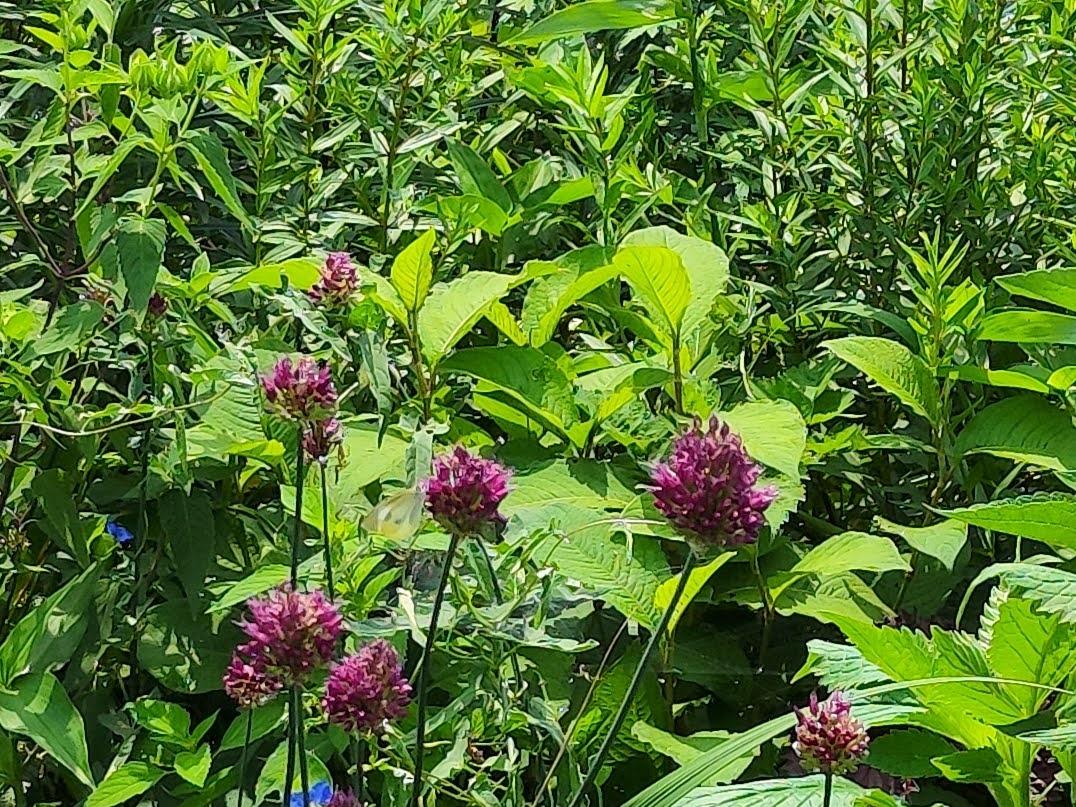 見えにくいですが、中央の花に黄色と白の蝶が止まっています