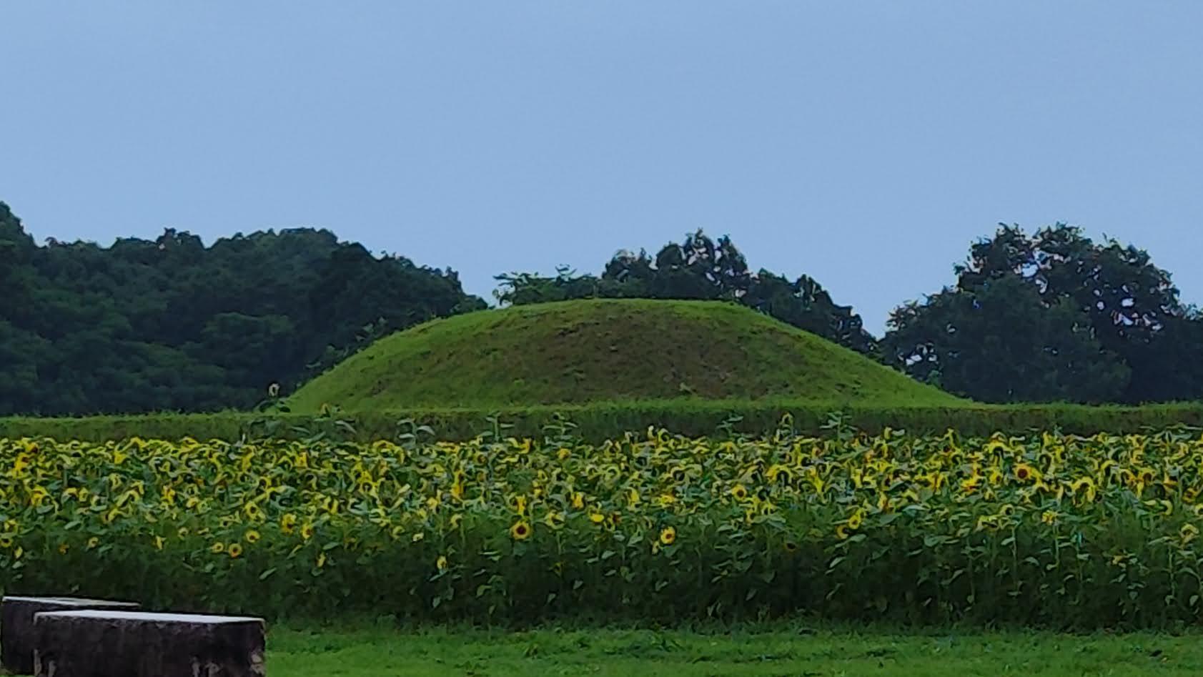 このはな館側からの古墳　鬼の窟古墳は内部の石室見学が可能