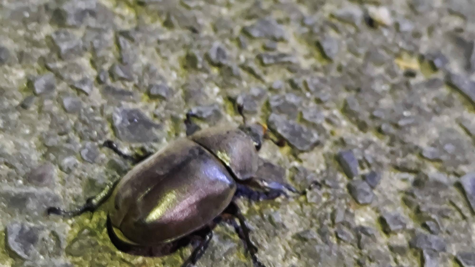 2025年7月上旬に出会ったカブトムシのメス