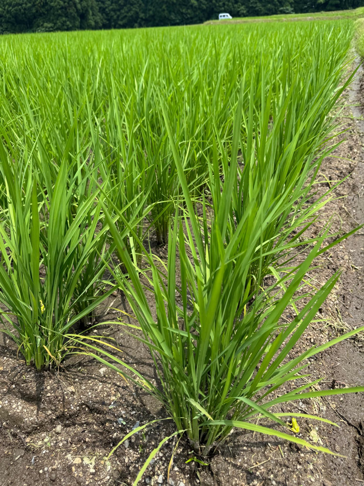 ネオニコチノイド系農薬不使用で元気に育つ稲