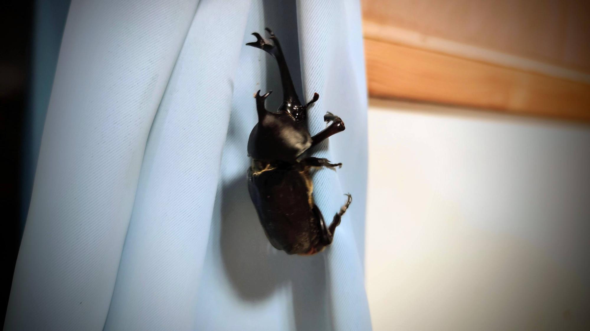 職場に飛んで来たカブトムシ
