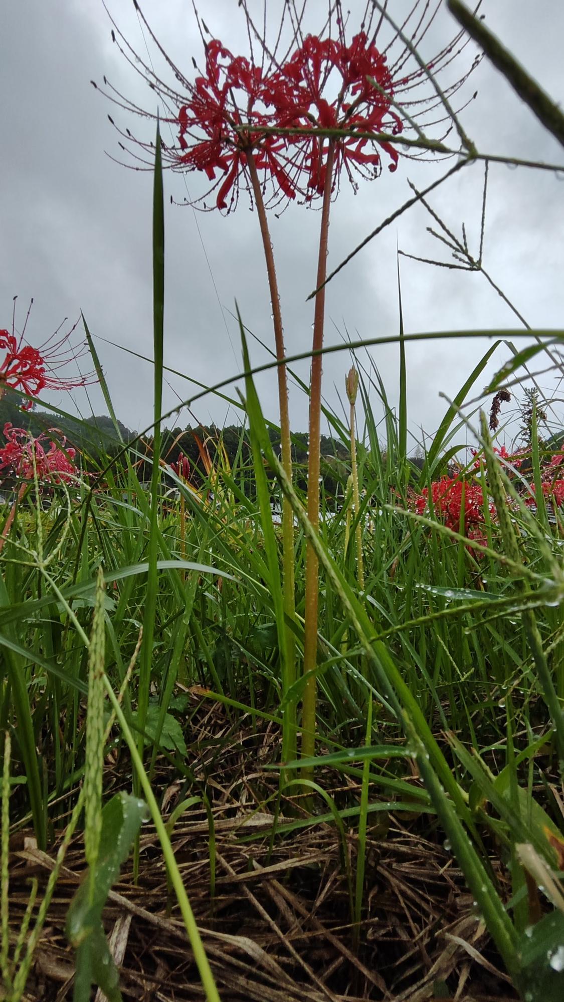 花が咲いているときは葉が無く、茎がすっと伸びています