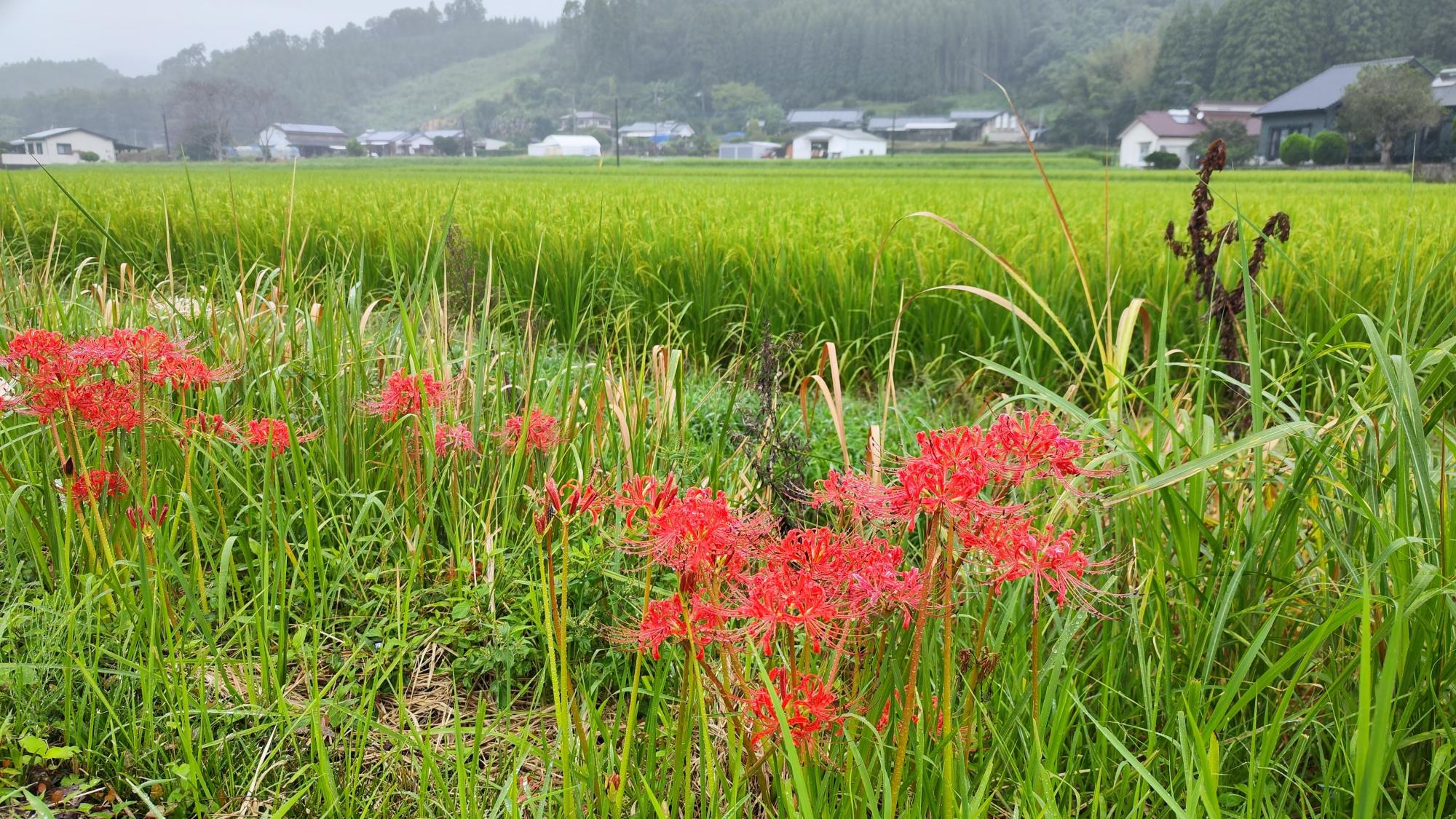 田んぼの周りにもたくさん咲いてます
