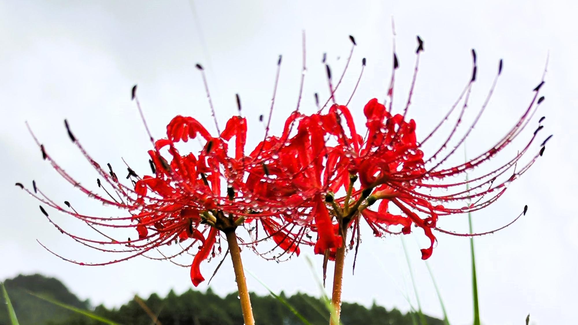 燃え盛る炎のような花弁