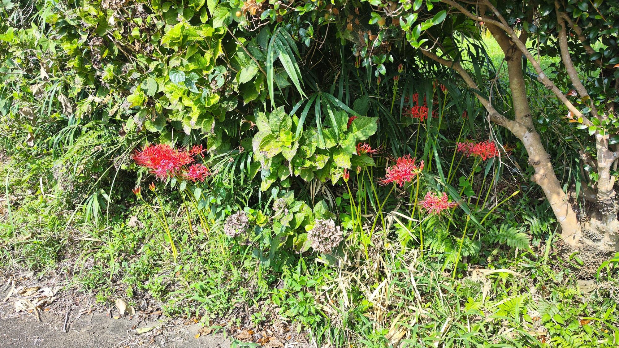 中央下は枯れた紫陽花だと思われます