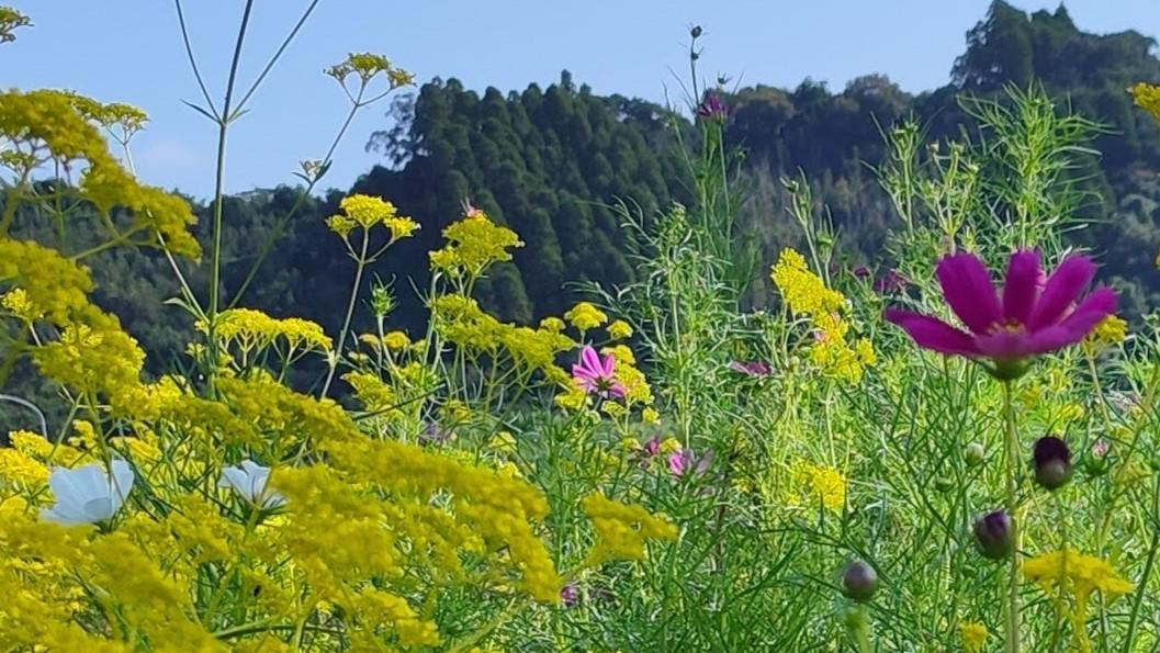 黄色い女郎花をバックに咲く白とマゼンダのコスモス