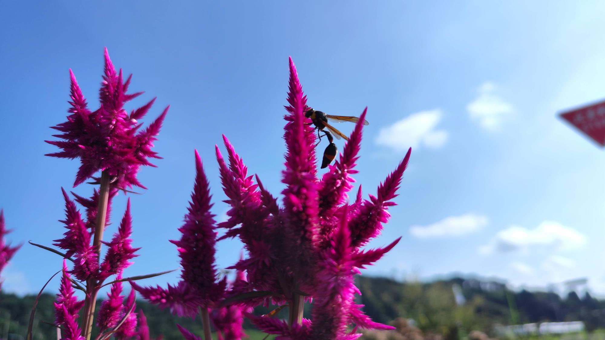 花に留まっているのは、ハチではなくハナアブの仲間でしょう