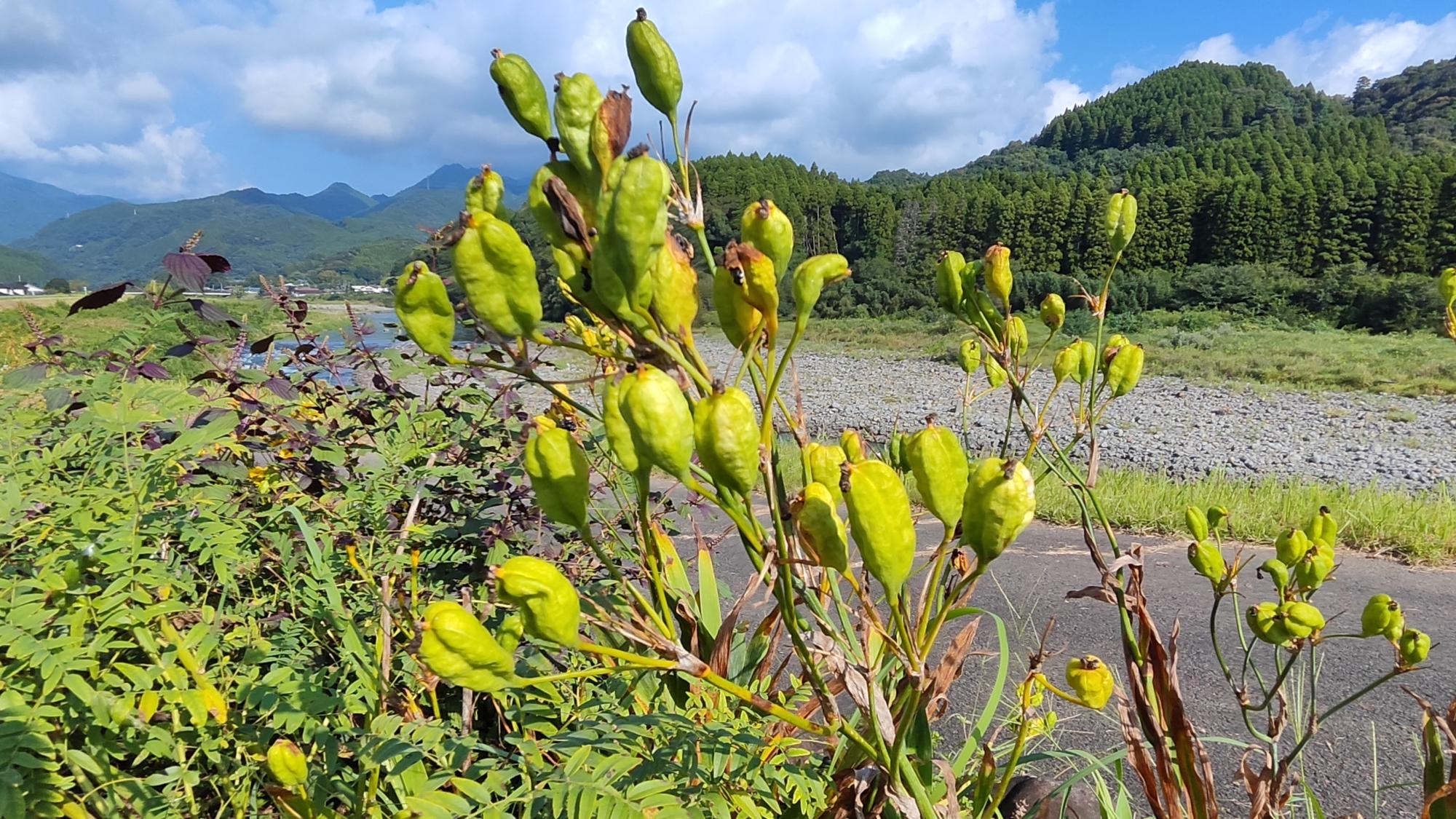 忘れ草の果実