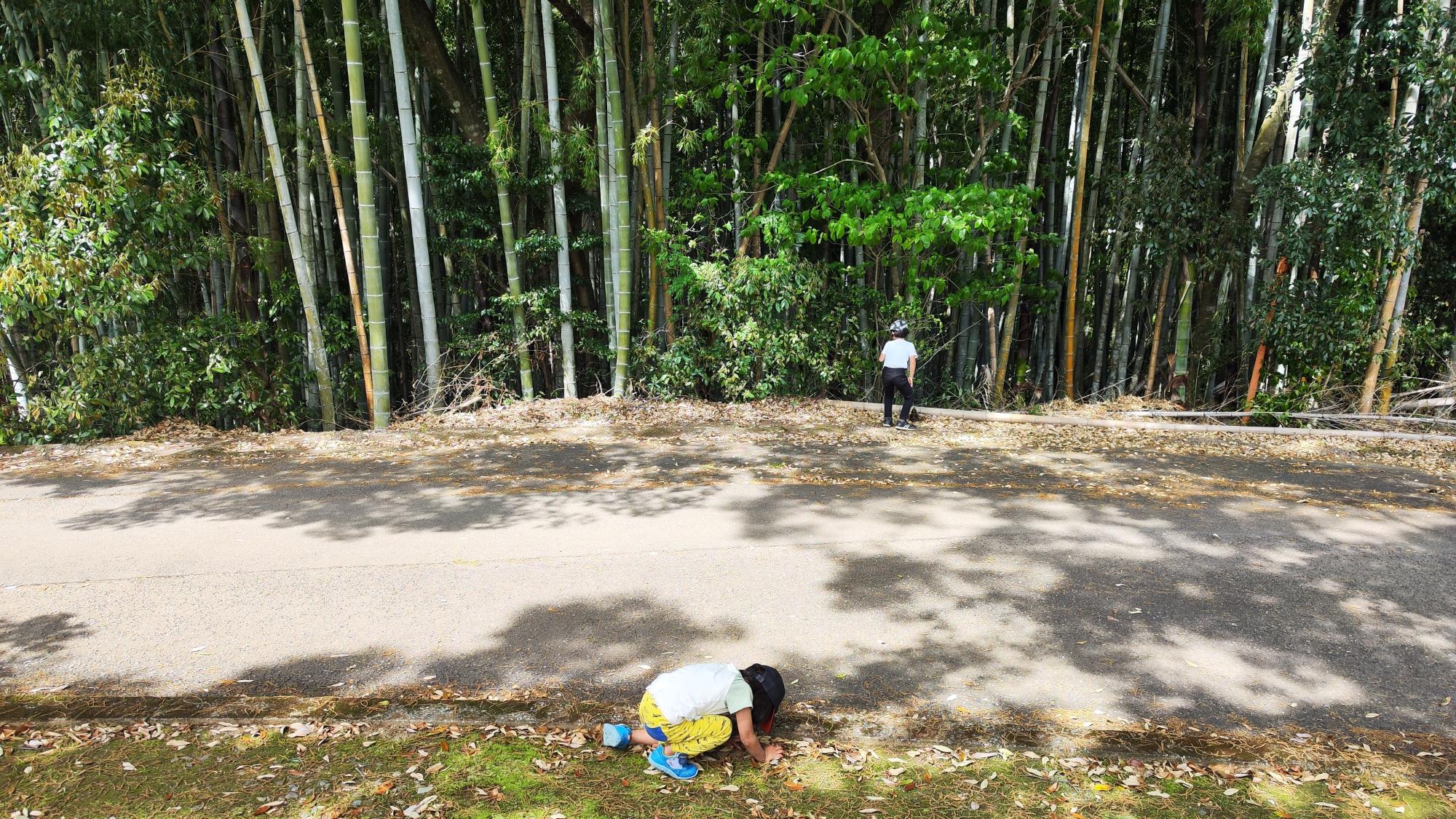 会場横の竹藪