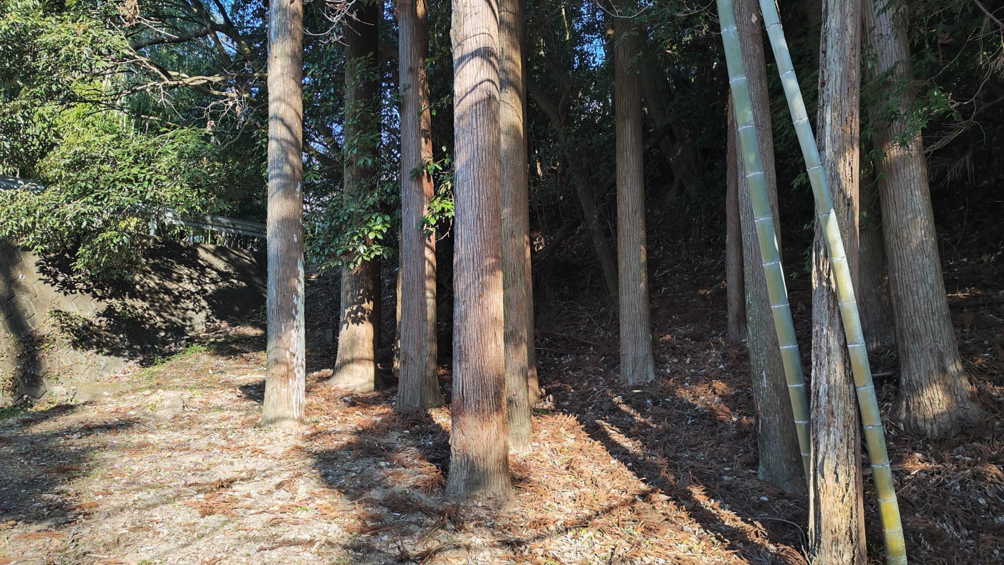 この奥に46と47号墳があります