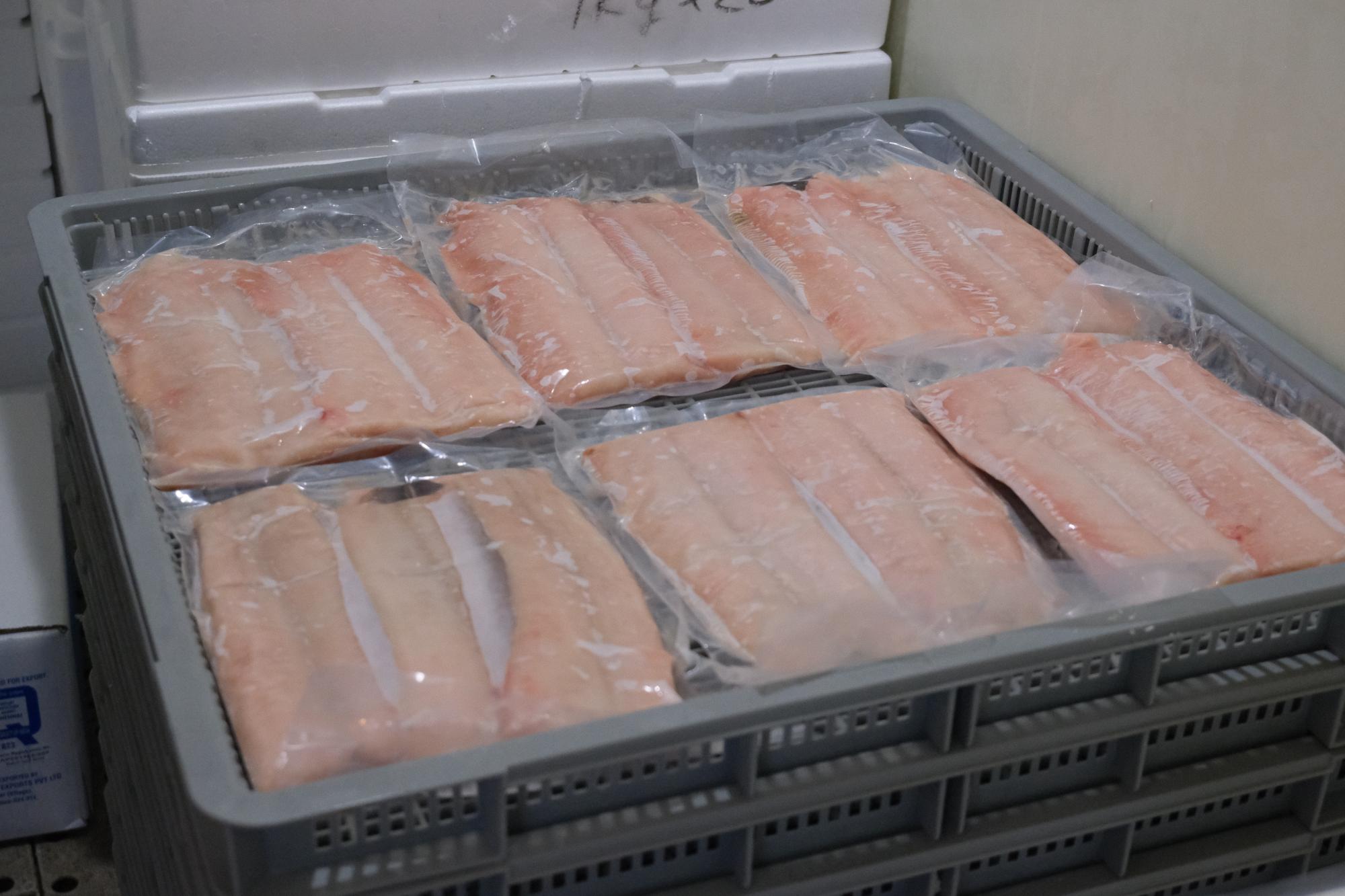 冷凍庫で出番を待つ美しい鱧たち