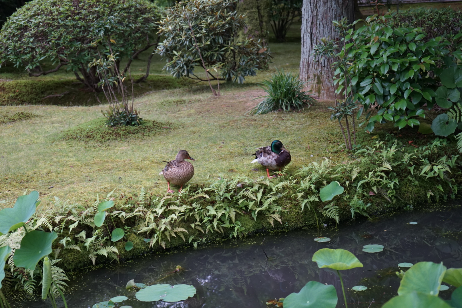 宝物殿まえに住む鴨さんたち