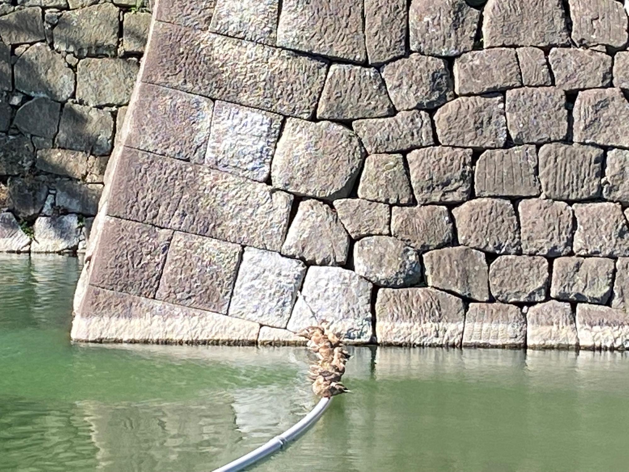 二条城のお堀に集まる鴨たち