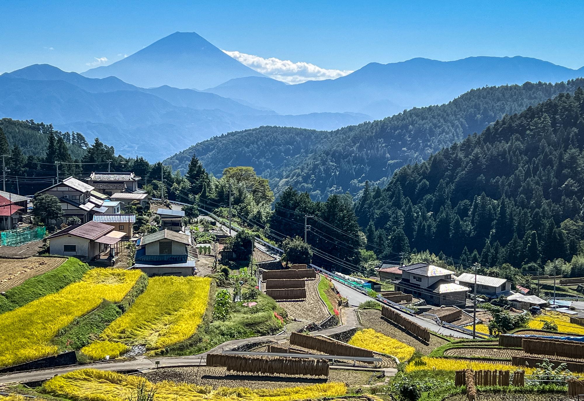 稲刈りが進んでいる棚田越しの富士