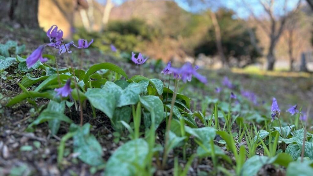 【上田市】カタクリが見ごろの「花の寺」 気になるサクラは？ 塩田平 前山寺