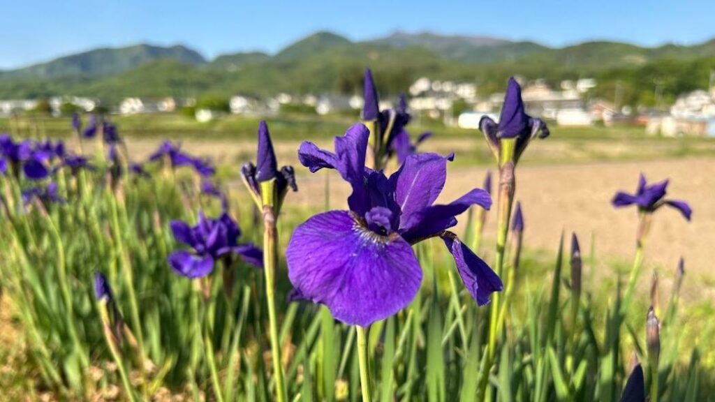 【上田市】田園にひろがるアヤメロード　ドライブするならこれからが見ごろ！