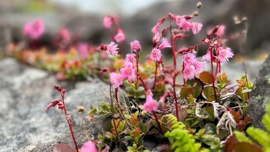 【東御市】イワカガミのピンク色がはじける湯の丸高原　レンゲツツジは今週末が見ごろ