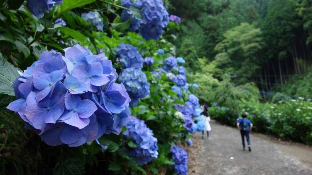 【上田市】あじさい小道：見頃まで待ちきれない！今すぐ楽しむ3つのポイントとたくさんの魅力