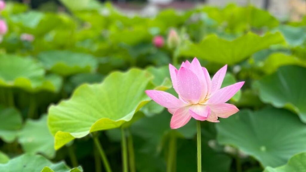 【上田市】晴れたらもちろん雨でも行きたい！駅から歩ける極楽浄土