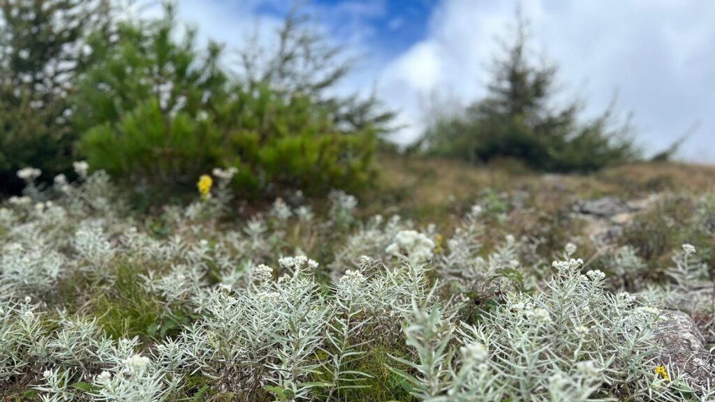 【上田市】食欲の秋に負けない！癒しのトレイルを歩く高原ハイキング