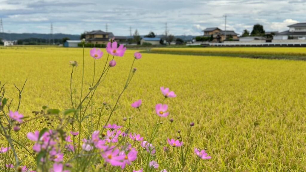 今しか見られない長野の秋 稲穂が輝く黄金の海と古城跡【東御市】