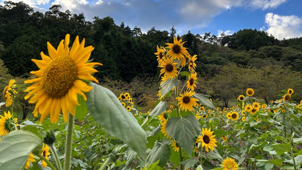 【上田市】秋に咲くひまわり畑『来た人に楽しんでもらいたい』想いを受け継ぎ、今年も元気に一斉開花！