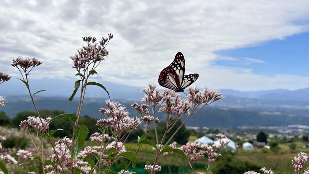 【小諸市】浅間山麓の秋 旅する蝶が舞うシークレットガーデンへ