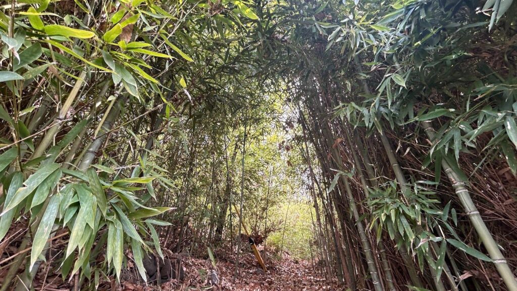 【小諸市】竹藪の奥へ… ちょこっとミステリー 巨石と城跡をめぐる小諸さんぽ