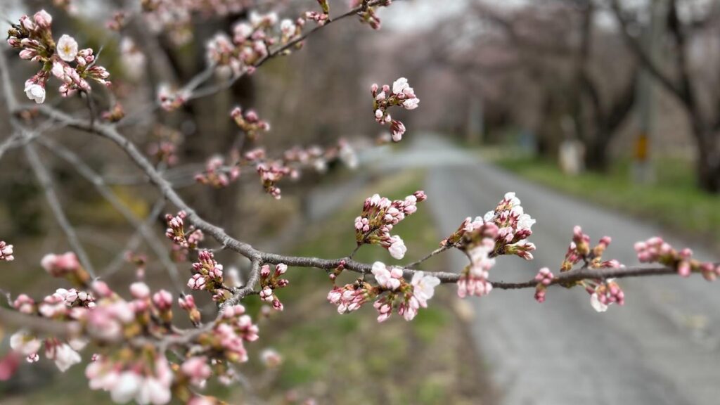 【小諸市】桜のタイムトンネル 廃線跡に咲く桜の並木 見頃はいつ？