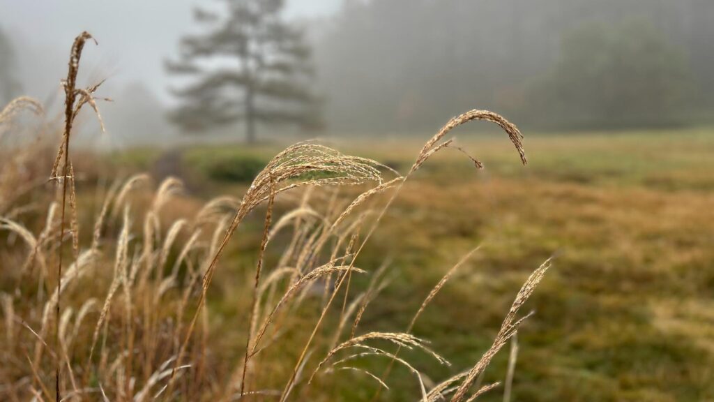 【長野県東御市】秋深まる湯の丸高原 カラマツ紅葉の見頃は10月後半