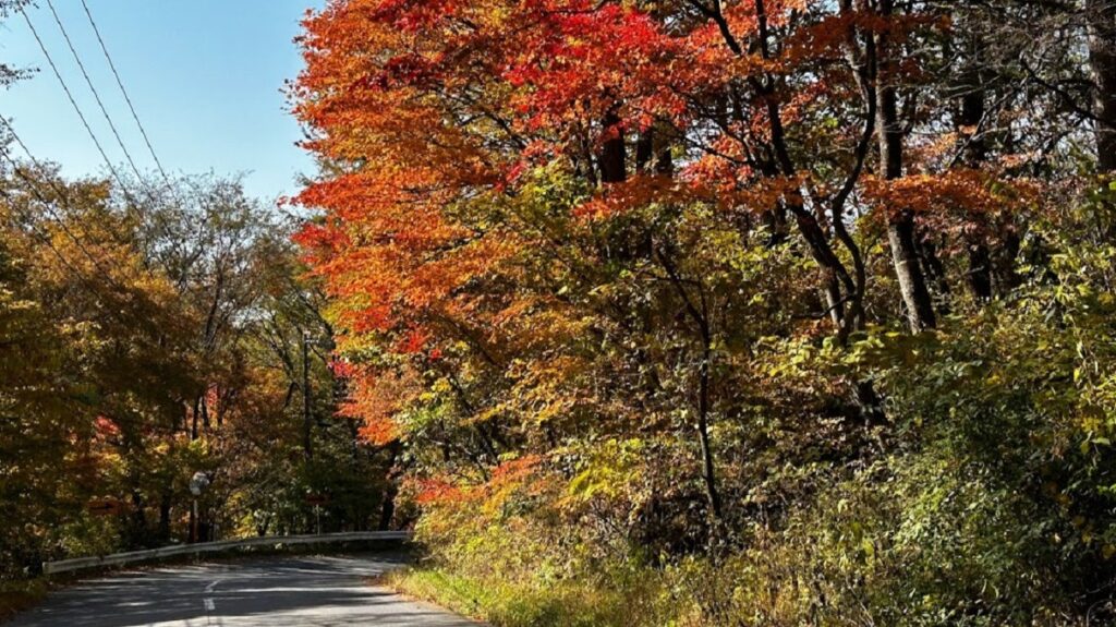 【東御市】黄色く染まる紅葉の道を湯の丸高原へ　秋のドライブ