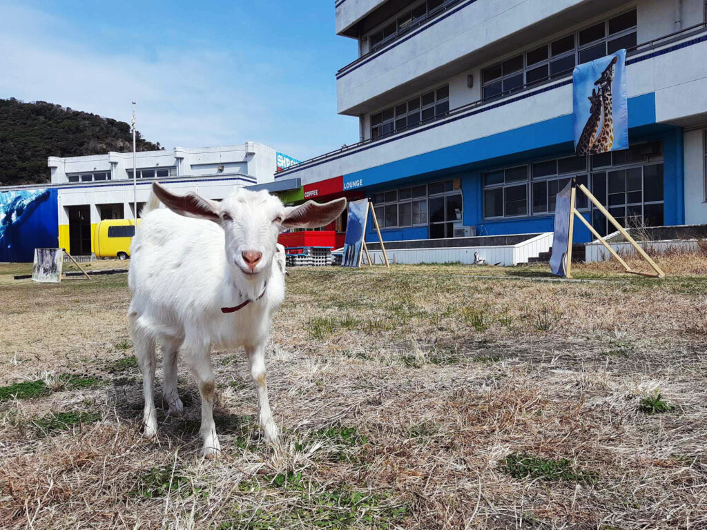 SHIP SKY GALLERY とヤギ