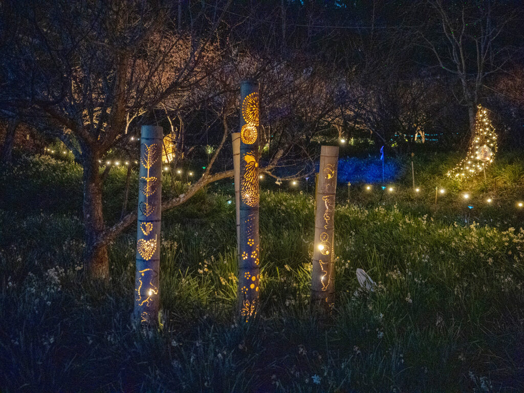 佐久間ダム頼朝桜と竹あかり