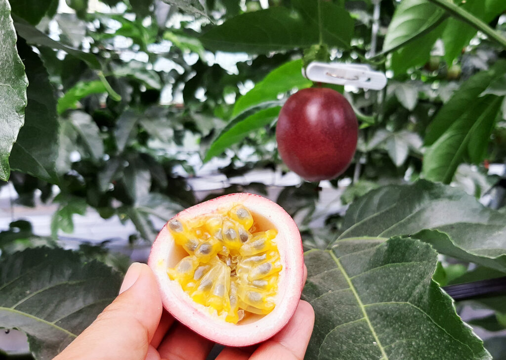 YYFARM（ワイワイファーム）のパッションフルーツ