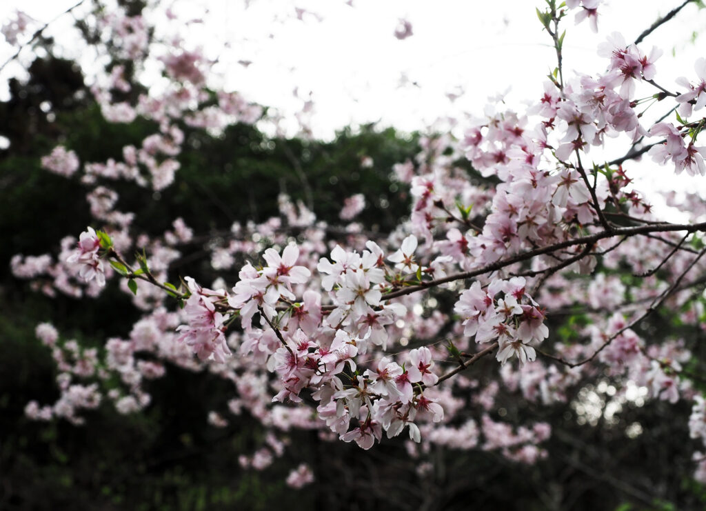 安馬谷里山に咲くサクラ