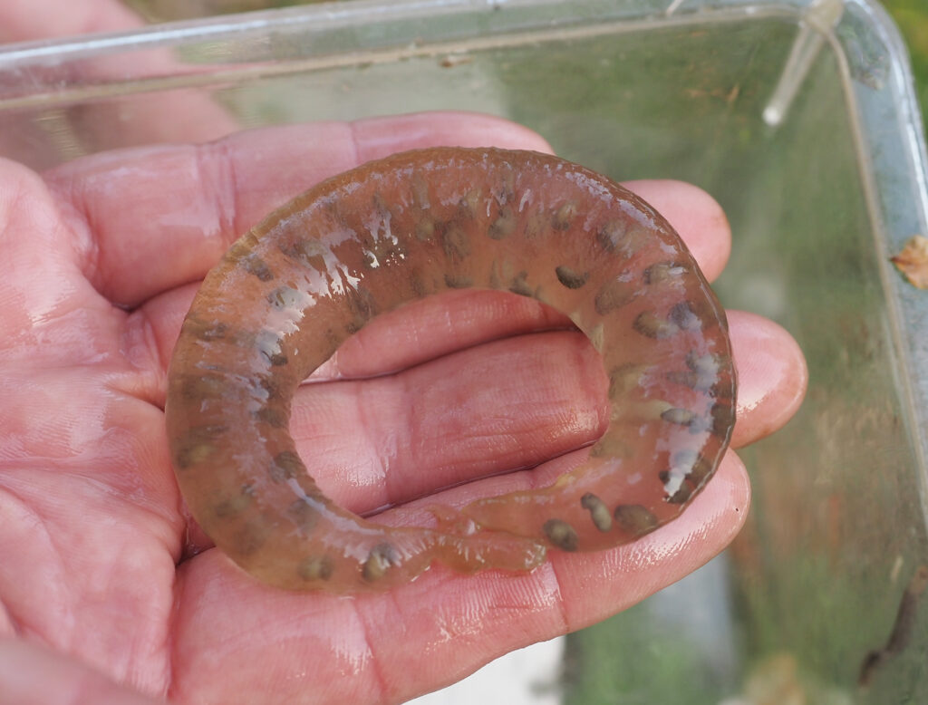 トウキョウサンショウウオの卵のう